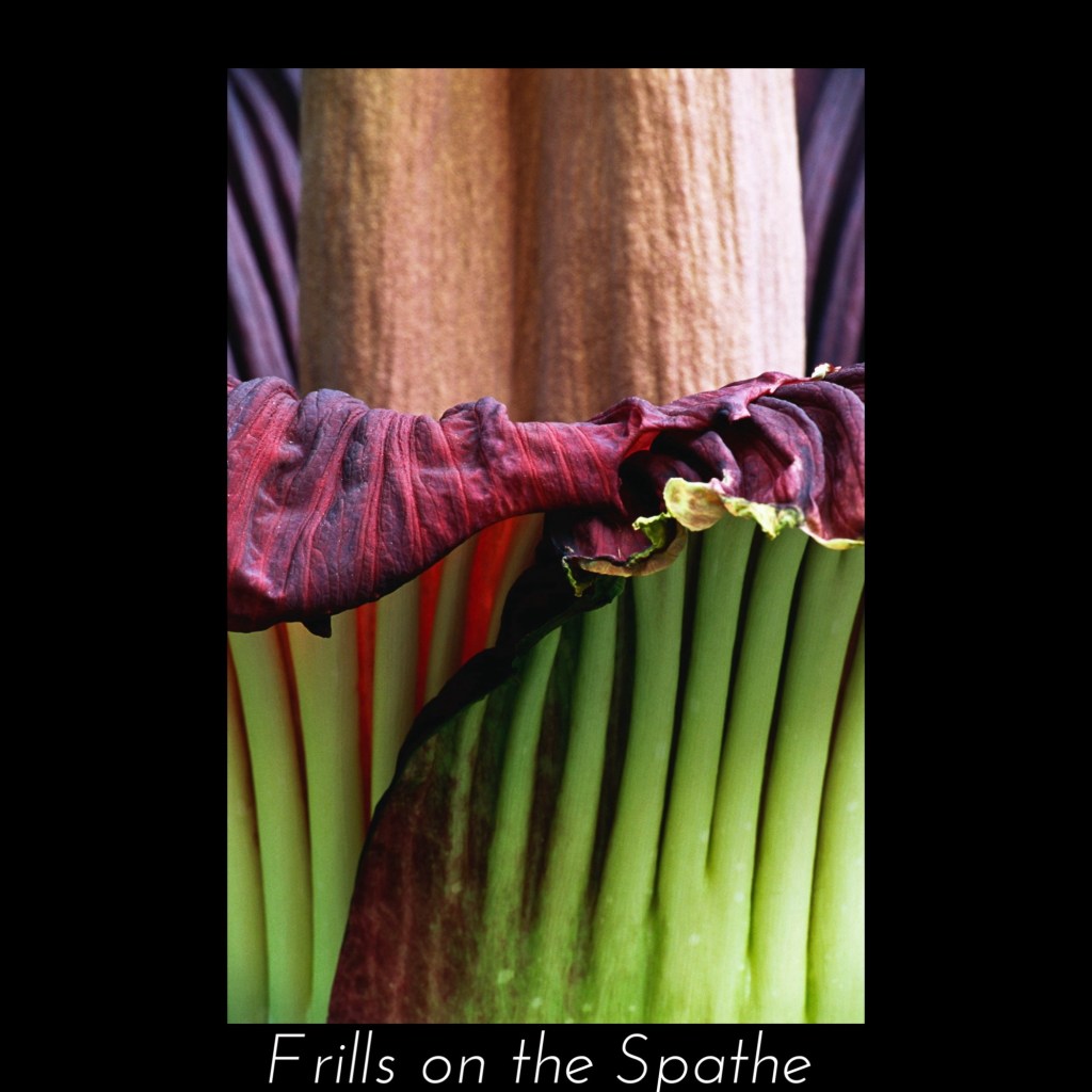 Film image of the frills on the Spathe of Amorphophallus titanum flower
