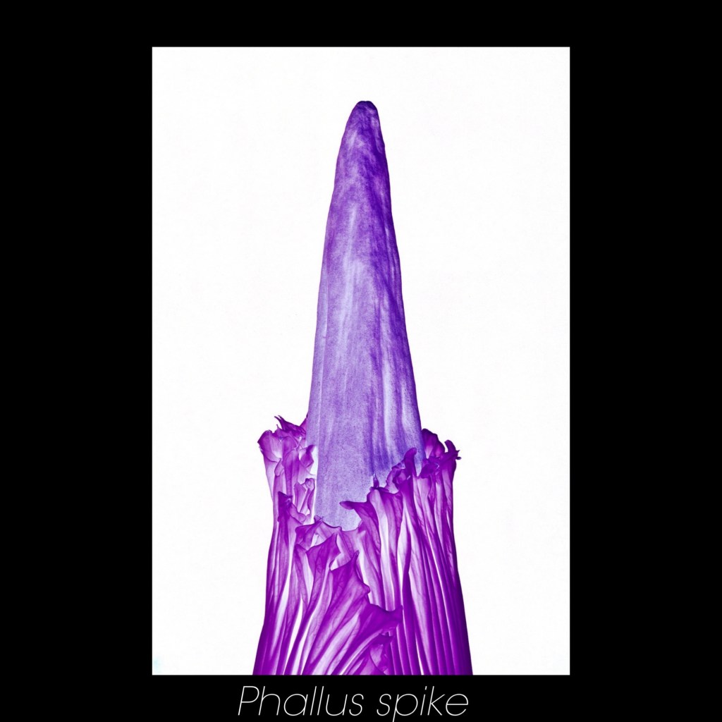 Flower Amorhophallus titanum