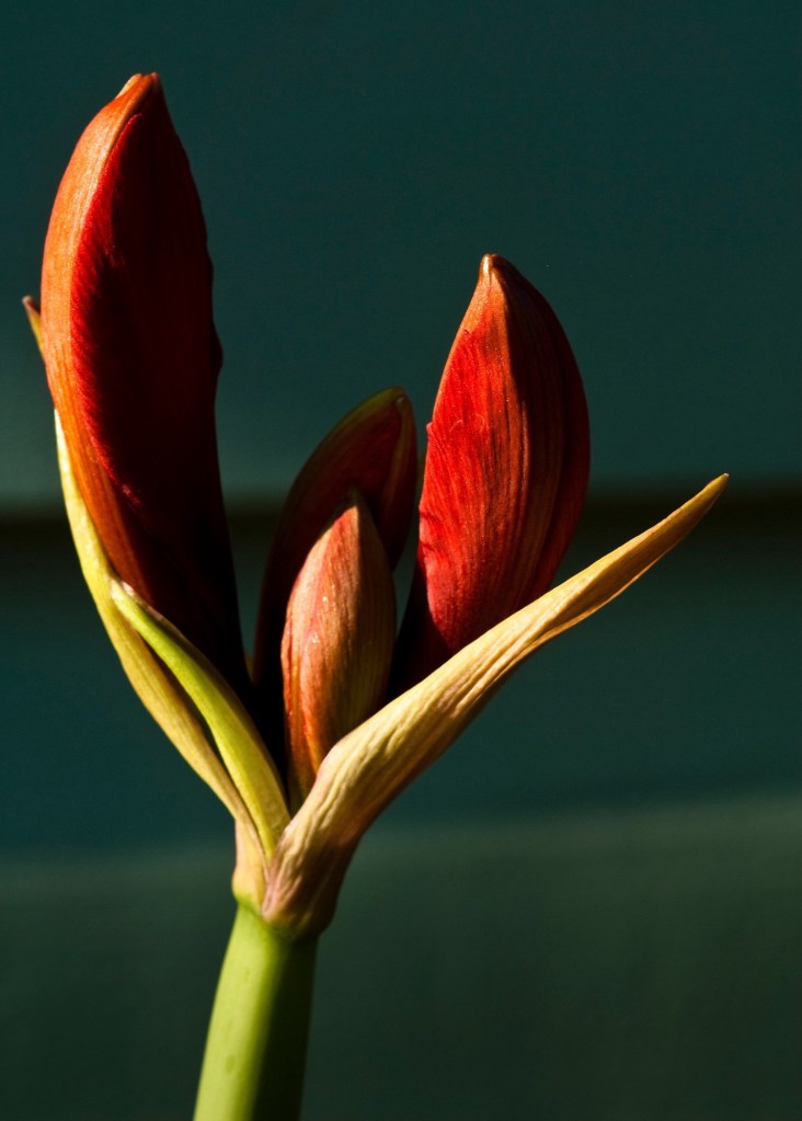 Amaryllis buds