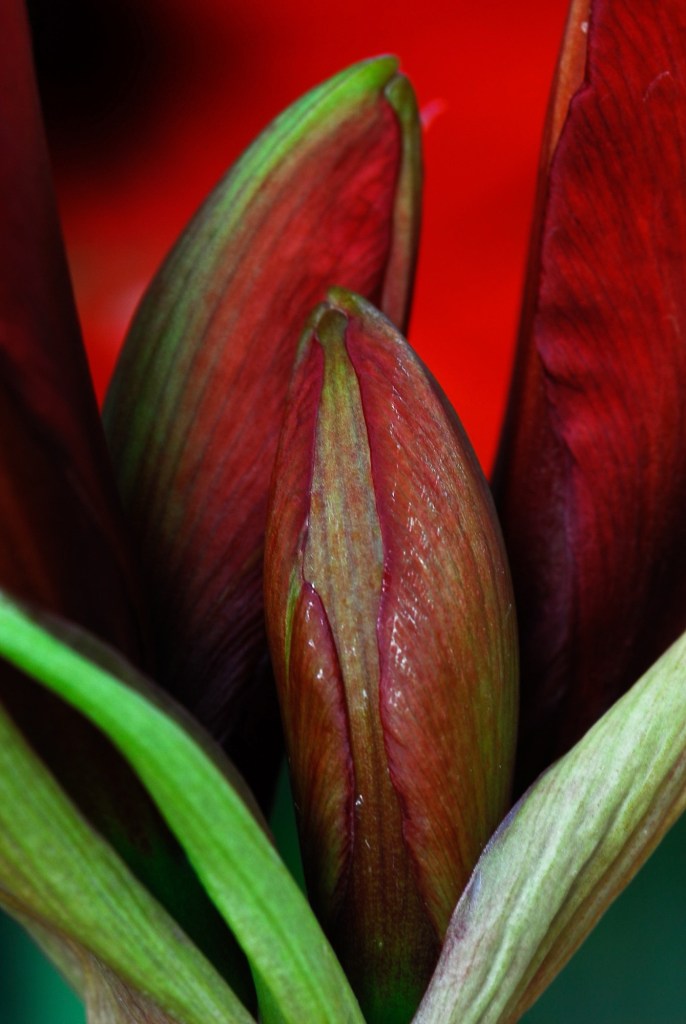 Amaryllis buds