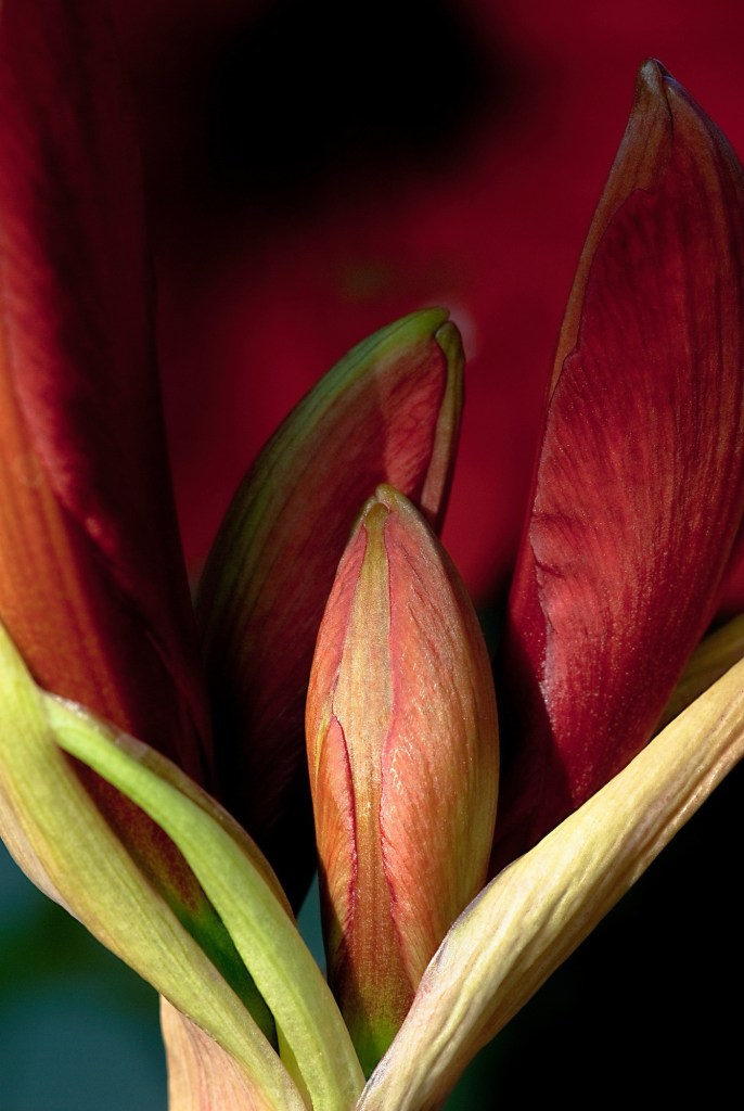 Amaryllis buds