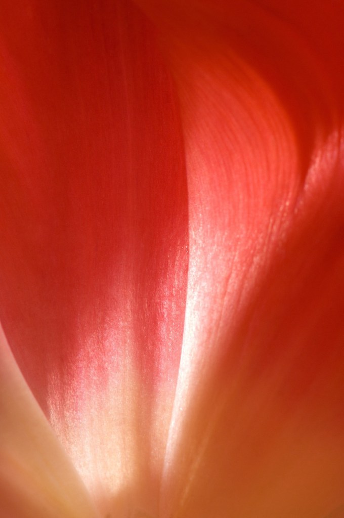 Detailed photograph of tulip