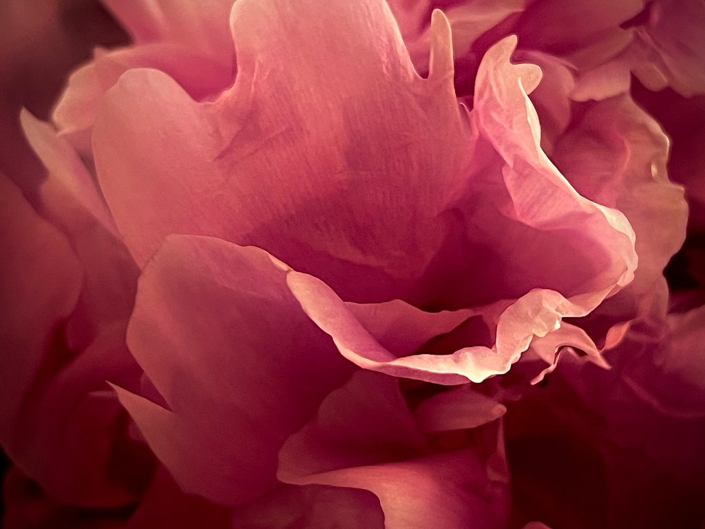 Peony flower
